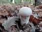 Változékony pöfeteg (Lycoperdon excipuliforme), Somogy
